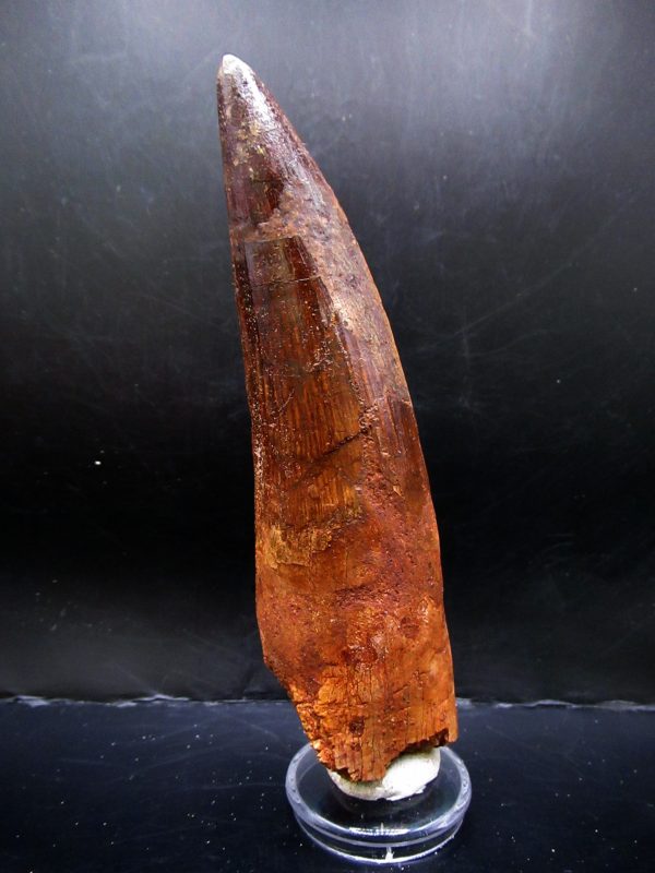 Genuine Cretaceous Age Spinosaurus Dinosaur Tooth Fossil for Sale from Morocco #163