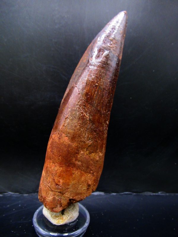 Genuine Cretaceous Age Spinosaurus Dinosaur Tooth Fossil for Sale from Morocco #163a