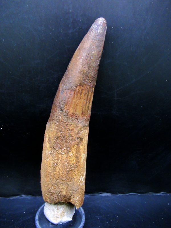 Genuine Cretaceous Age Spinosaurus Dinosaur Tooth Fossil for Sale from Morocco #164