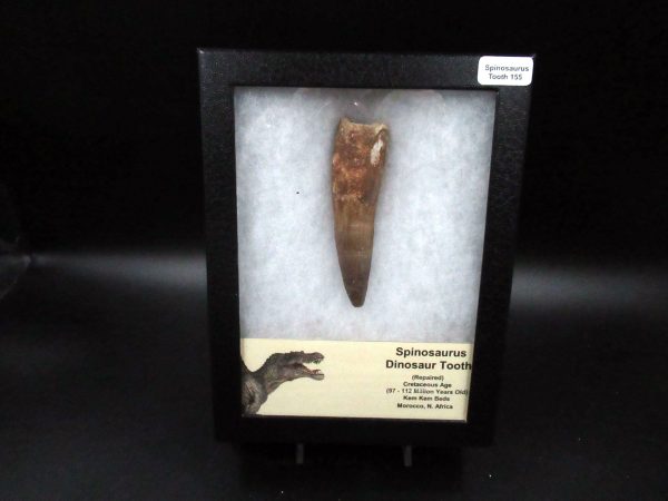 Genuine Cretaceous Age Spinosaurus Dinosaur Tooth Fossil for Sale from Morocco #155