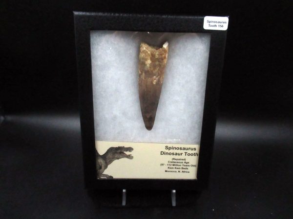 Genuine Cretaceous Age Spinosaurus Dinosaur Tooth Fossil for Sale from Morocco #156