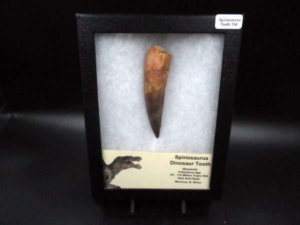 Genuine Cretaceous Age Spinosaurus Dinosaur Tooth Fossil for Sale from Morocco #158