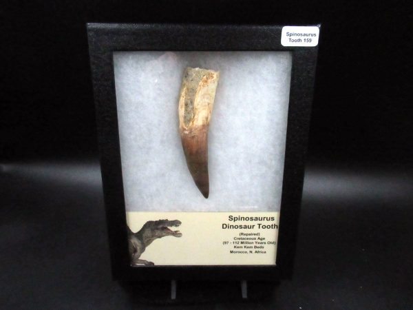 Genuine Cretaceous Age Spinosaurus Dinosaur Tooth Fossil for Sale from Morocco #159