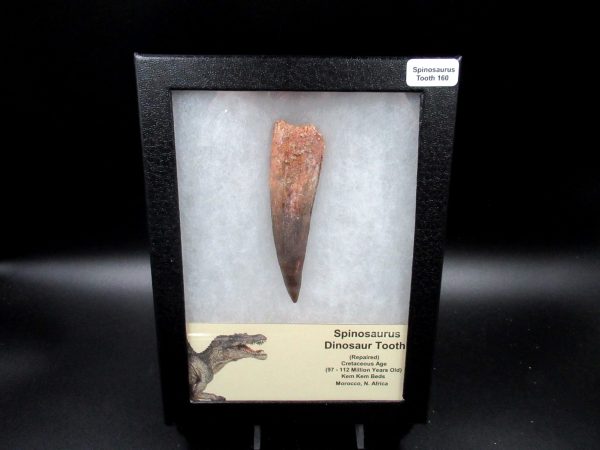 Genuine Cretaceous Age Spinosaurus Dinosaur Tooth Fossil for Sale from Morocco #160