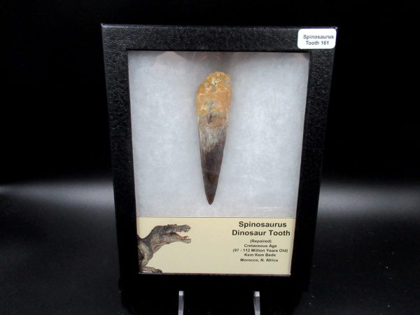 Genuine Cretaceous Age Spinosaurus Dinosaur Tooth Fossil for Sale from Morocco #161