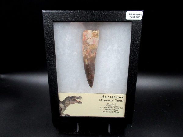 Genuine Cretaceous Age Spinosaurus Dinosaur Tooth Fossil for Sale from Morocco #162