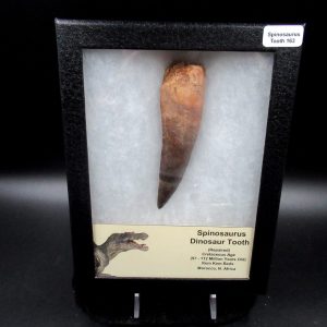 Genuine Cretaceous Age Spinosaurus Dinosaur Tooth Fossil for Sale from Morocco #163