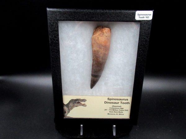 Genuine Cretaceous Age Spinosaurus Dinosaur Tooth Fossil for Sale from Morocco #163