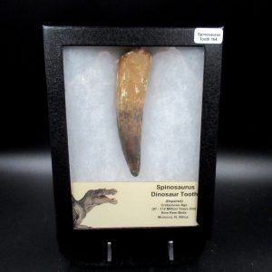 Genuine Cretaceous Age Spinosaurus Dinosaur Tooth Fossil for Sale from Morocco #164