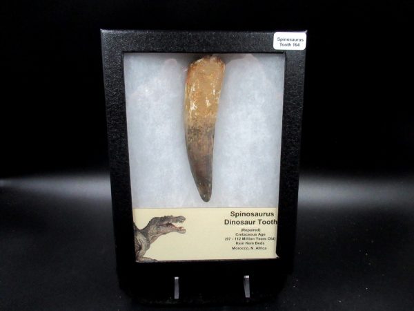 Genuine Cretaceous Age Spinosaurus Dinosaur Tooth Fossil for Sale from Morocco #164