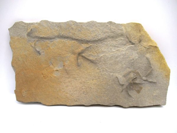 Genuine Eocene Age Bird Track Fossil for Sale from Wyoming #1