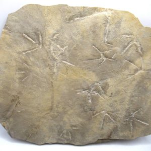 Genuine Eocene Age Bird Track Fossil for Sale from Wyoming #10