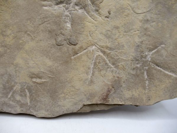 Genuine Eocene Age Bird Track Fossil for Sale from Wyoming #10d