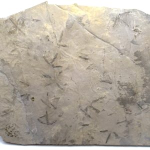 Genuine Eocene Age Bird Track Fossil for Sale from Wyoming #13