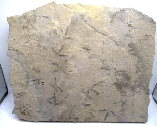 Genuine Eocene Age Bird Track Fossil for Sale from Wyoming #13