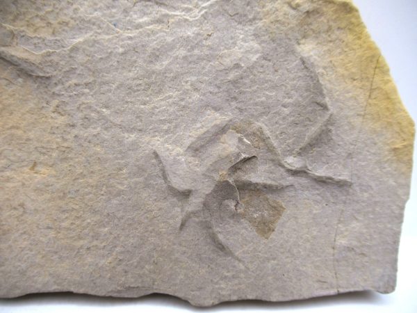 Genuine Eocene Age Bird Track Fossil for Sale from Wyoming #1b