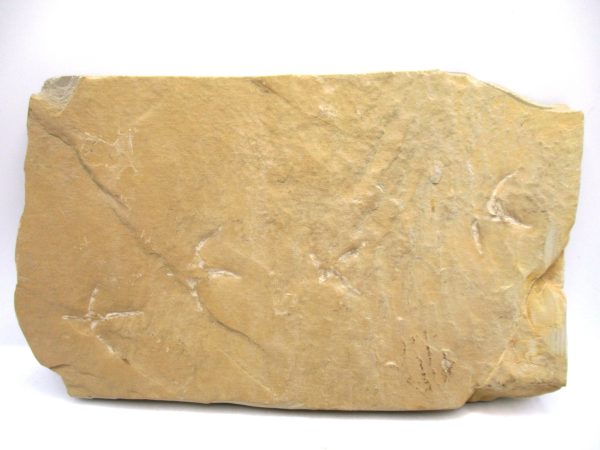 Genuine Eocene Age Bird Track Fossil for Sale from Wyoming #2