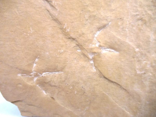 Genuine Eocene Age Bird Track Fossil for Sale from Wyoming #2b