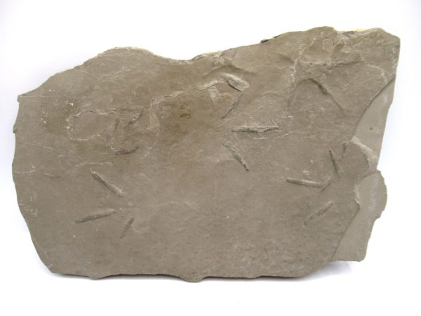 Genuine Eocene Age Bird Track Fossil for Sale from Wyoming #3