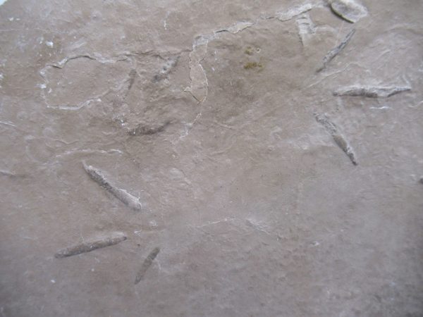 Genuine Eocene Age Bird Track Fossil for Sale from Wyoming #3b