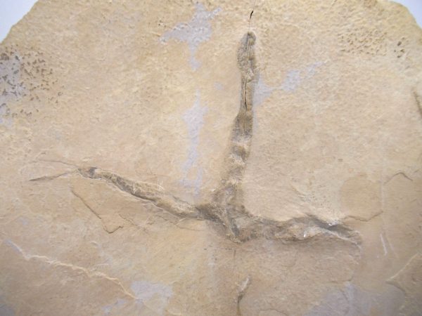 Genuine Eocene Age Bird Track Fossil for Sale from Wyoming #4b