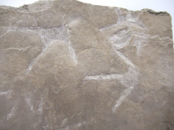 Genuine Eocene Age Bird Track Fossil for Sale from Wyoming #5b