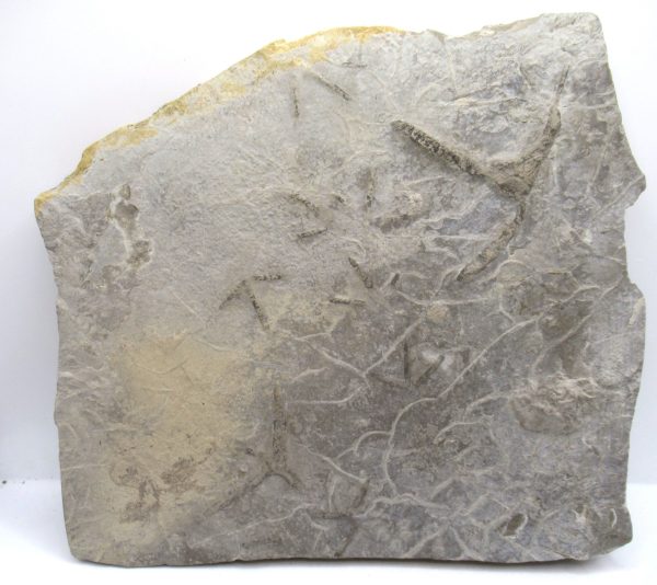 Genuine Eocene Age Bird Track Fossil for Sale from Wyoming #9