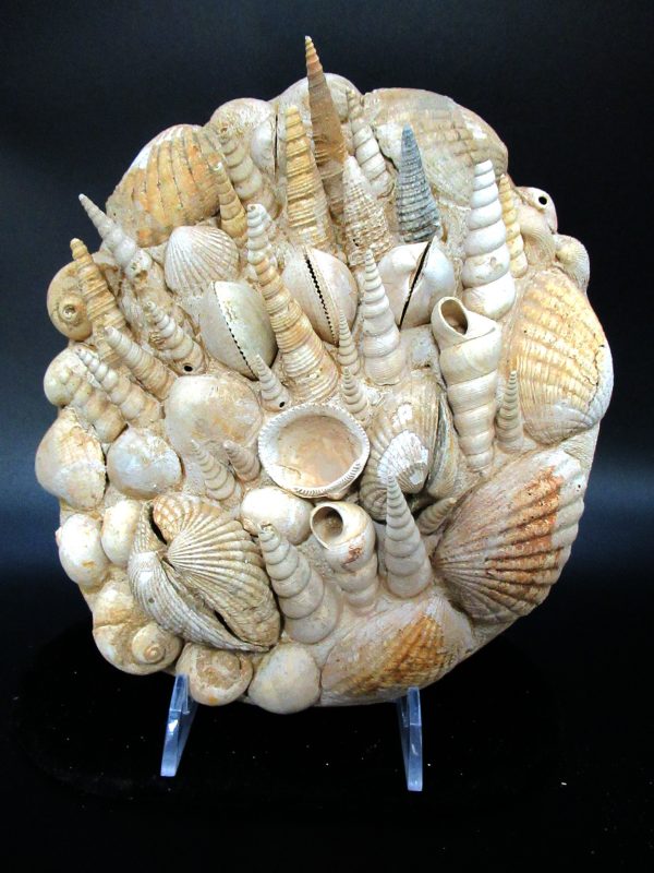 Genuine Miocene Age Gastropod and Bivalve Plate for Sale from France #2