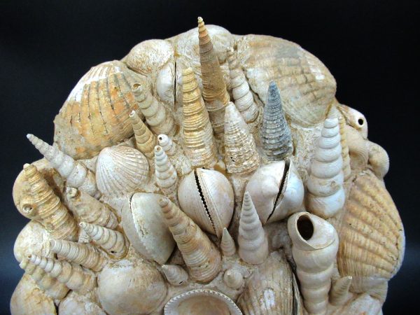 Genuine Miocene Age Gastropod and Bivalve Plate for Sale from France #2a