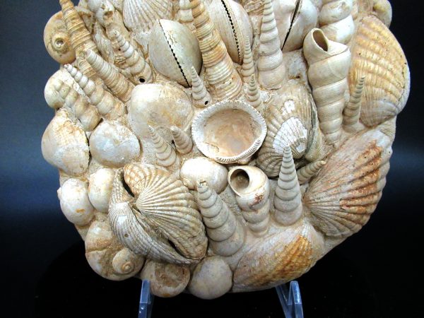 Genuine Miocene Age Gastropod and Bivalve Plate for Sale from France #2b