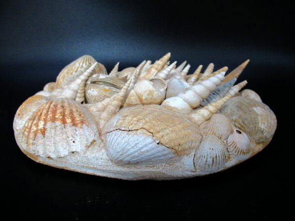 Genuine Miocene Age Gastropod and Bivalve Plate for Sale from France #2c