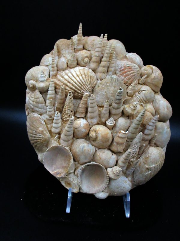 Genuine Miocene Age Gastropod and Bivalve Plate for Sale from France #3