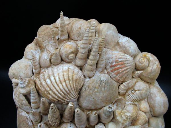 Genuine Miocene Age Gastropod and Bivalve Plate for Sale from France #3a