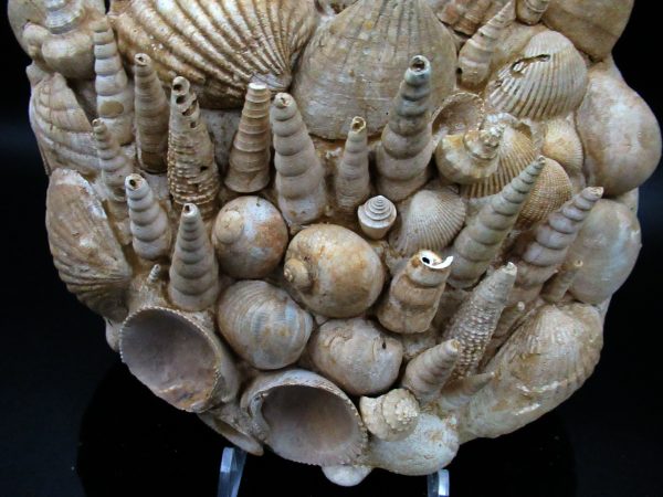 Genuine Miocene Age Gastropod and Bivalve Plate for Sale from France #3b