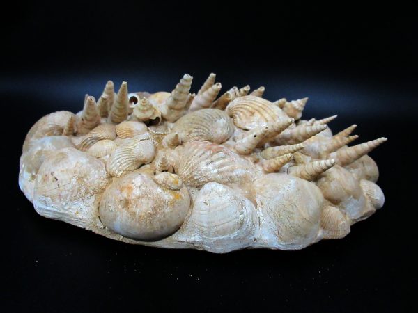 Genuine Miocene Age Gastropod and Bivalve Plate for Sale from France #3c