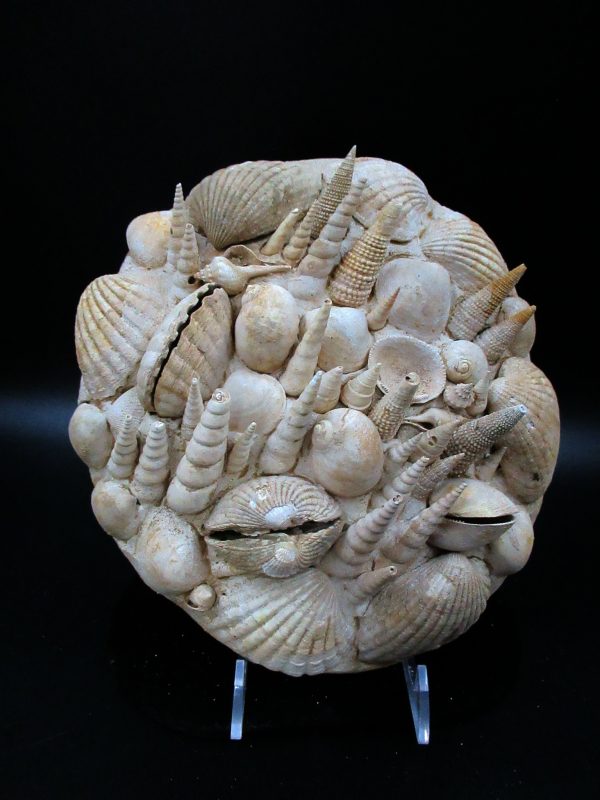 Genuine Miocene Age Gastropod and Bivalve Plate for Sale from France #4