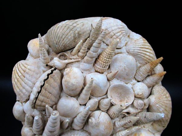 Genuine Miocene Age Gastropod and Bivalve Plate for Sale from France #4a