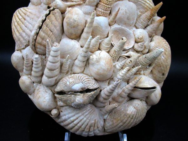 Genuine Miocene Age Gastropod and Bivalve Plate for Sale from France #4b