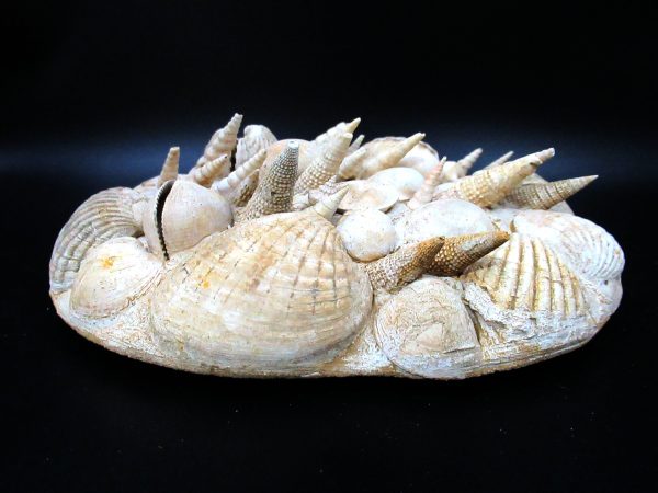 Genuine Miocene Age Gastropod and Bivalve Plate for Sale from France #4c