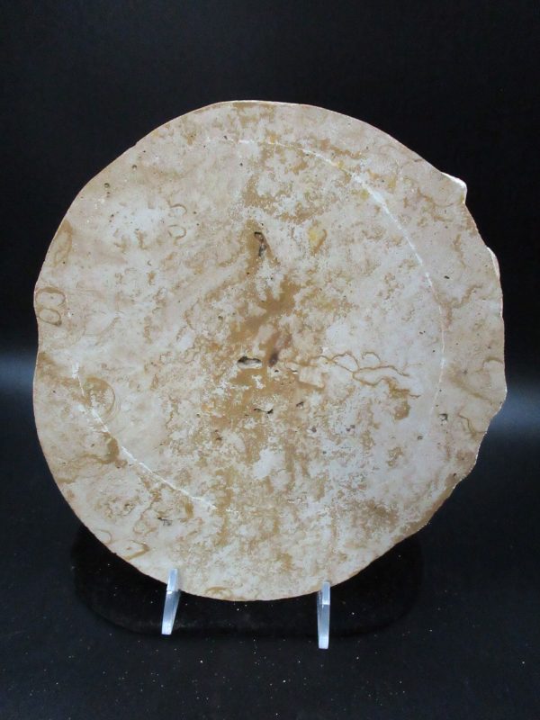 Genuine Miocene Age Gastropod and Bivalve Plate for Sale from France #4d