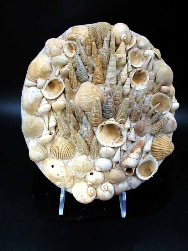 Genuine Miocene Age Gastropod and Bivalve Plate for Sale from France #5