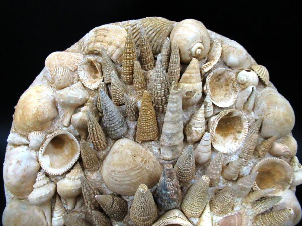 Genuine Miocene Age Gastropod and Bivalve Plate for Sale from France #5a