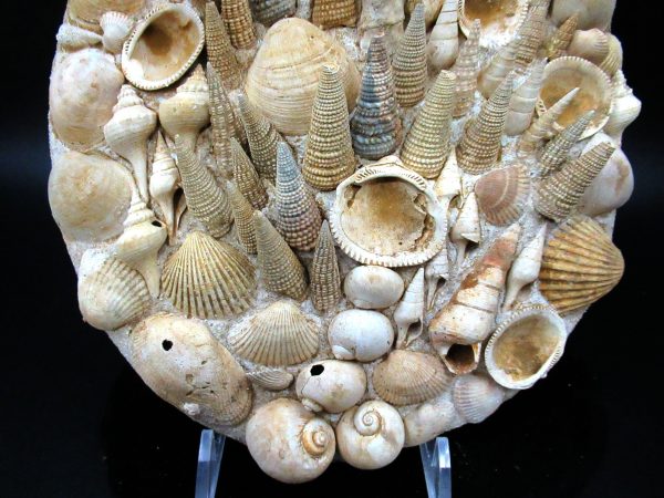 Genuine Miocene Age Gastropod and Bivalve Plate for Sale from France #5b