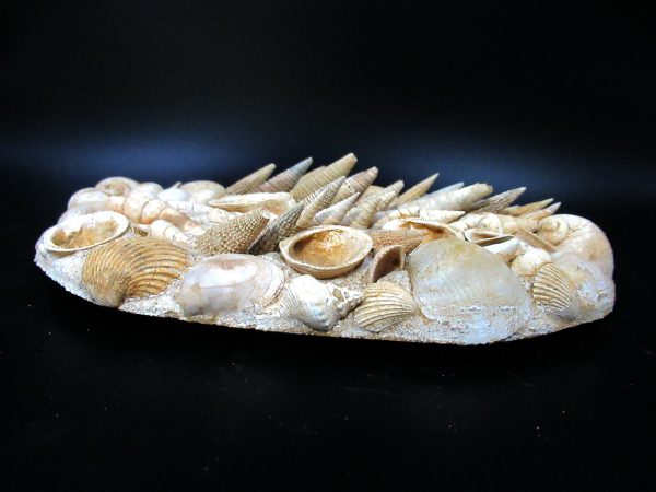 Genuine Miocene Age Gastropod and Bivalve Plate for Sale from France #5c