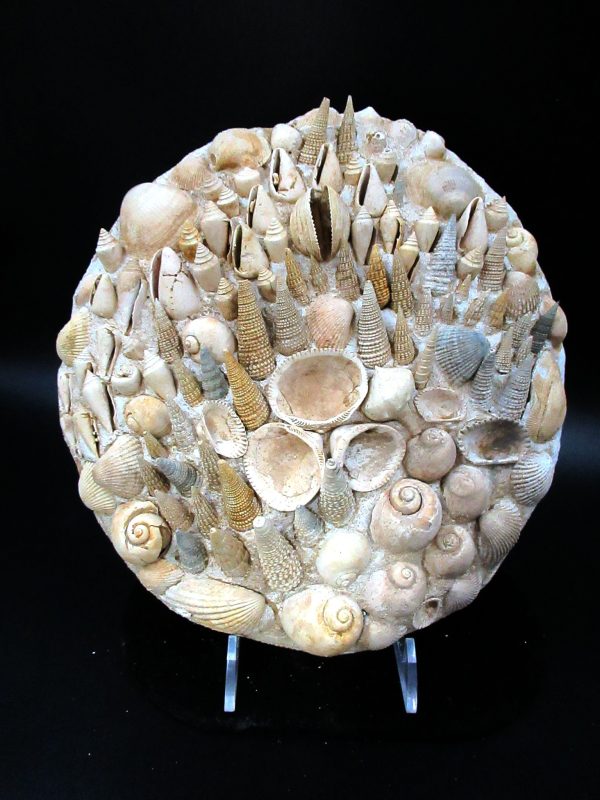 Genuine Miocene Age Gastropod and Bivalve Plate for Sale from France #6