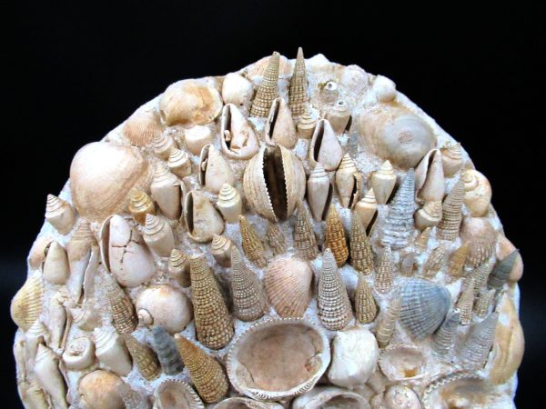 Genuine Miocene Age Gastropod and Bivalve Plate for Sale from France #6a