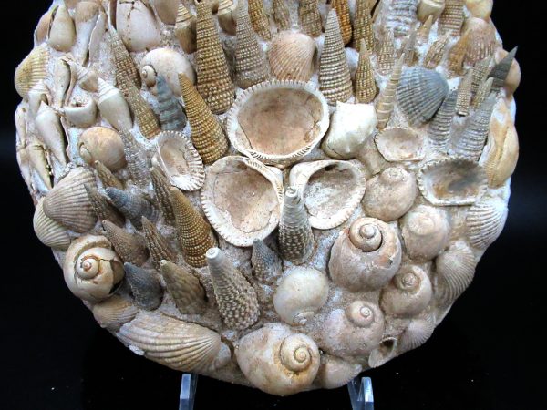 Genuine Miocene Age Gastropod and Bivalve Plate for Sale from France #6b