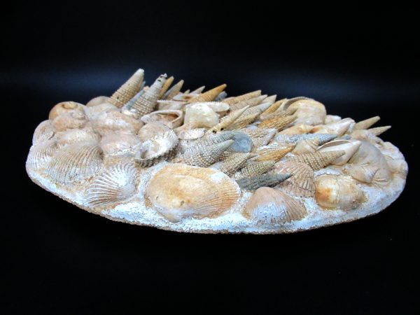 Genuine Miocene Age Gastropod and Bivalve Plate for Sale from France #6c