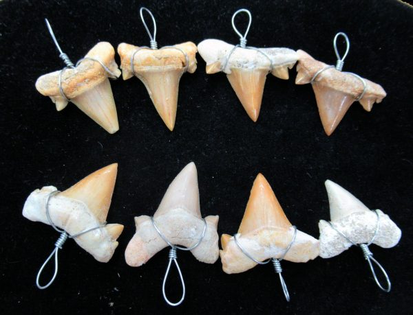 Genuine Cretaceous Age Wrapped Shark Tooth Pendant Fossils From Morocco For Sale From North Africa