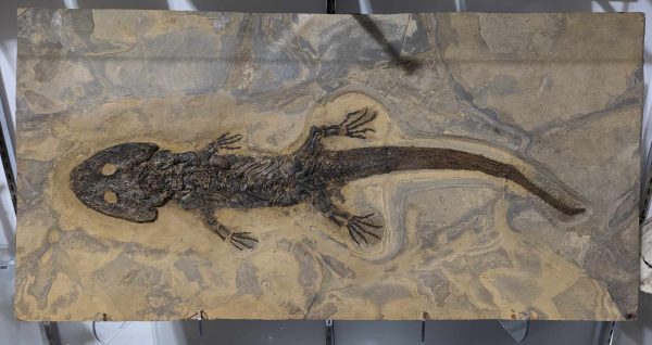 Genuine Permian Age Sclerocephalus Amphibian Fossil for Sale from Germany #1